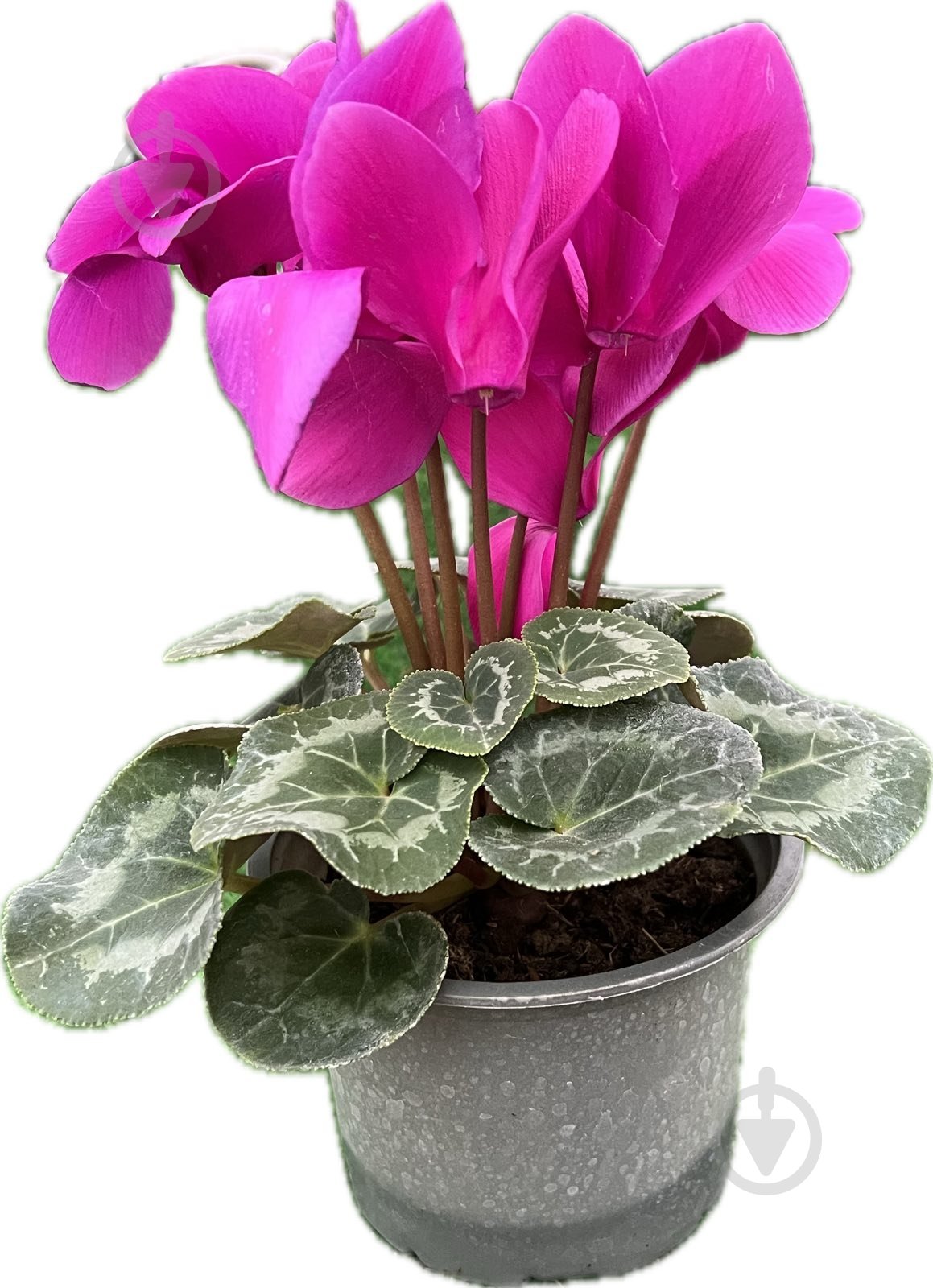 Растение цикламен d12 - фото 1