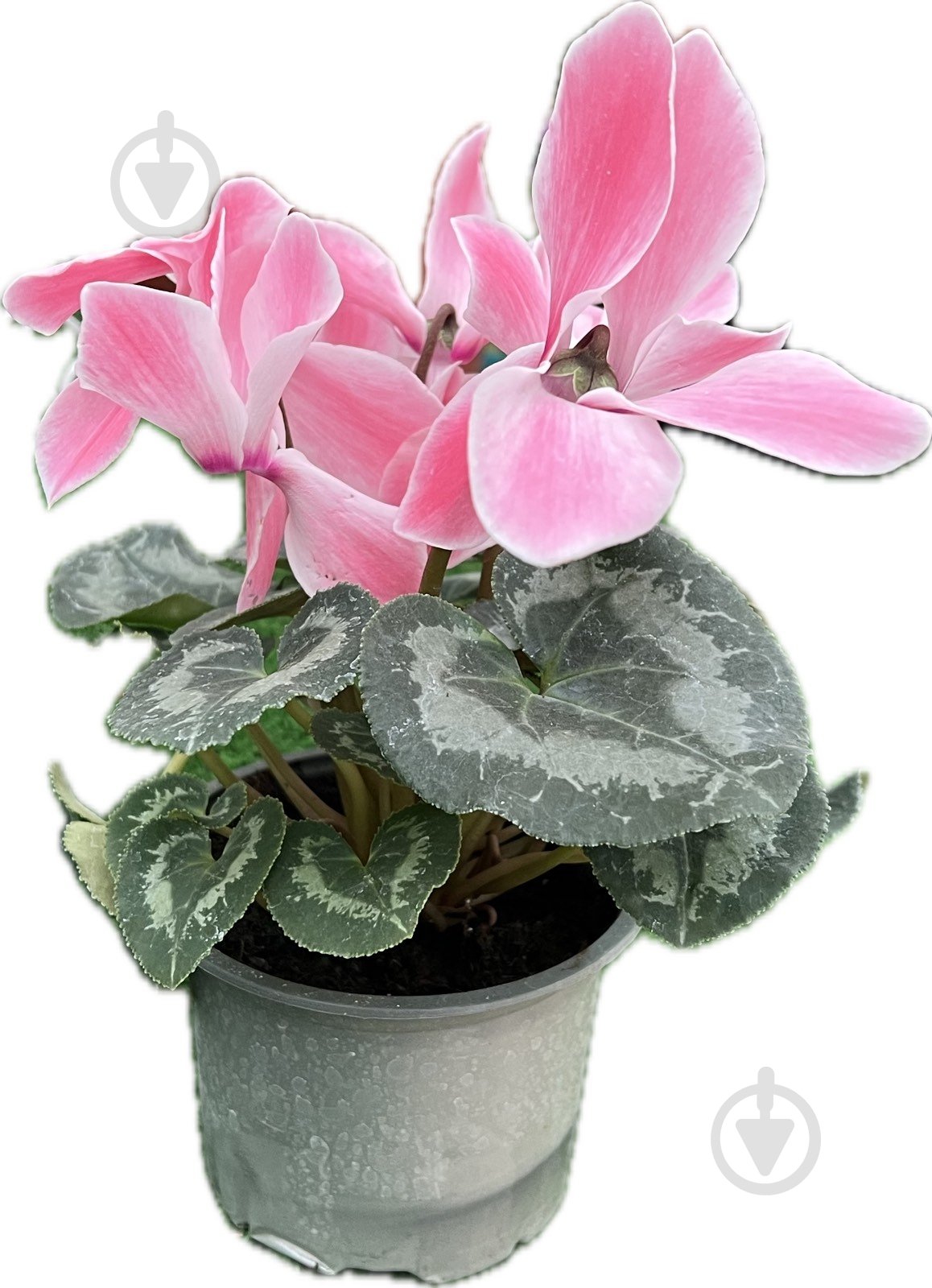 Растение цикламен d12 - фото 11