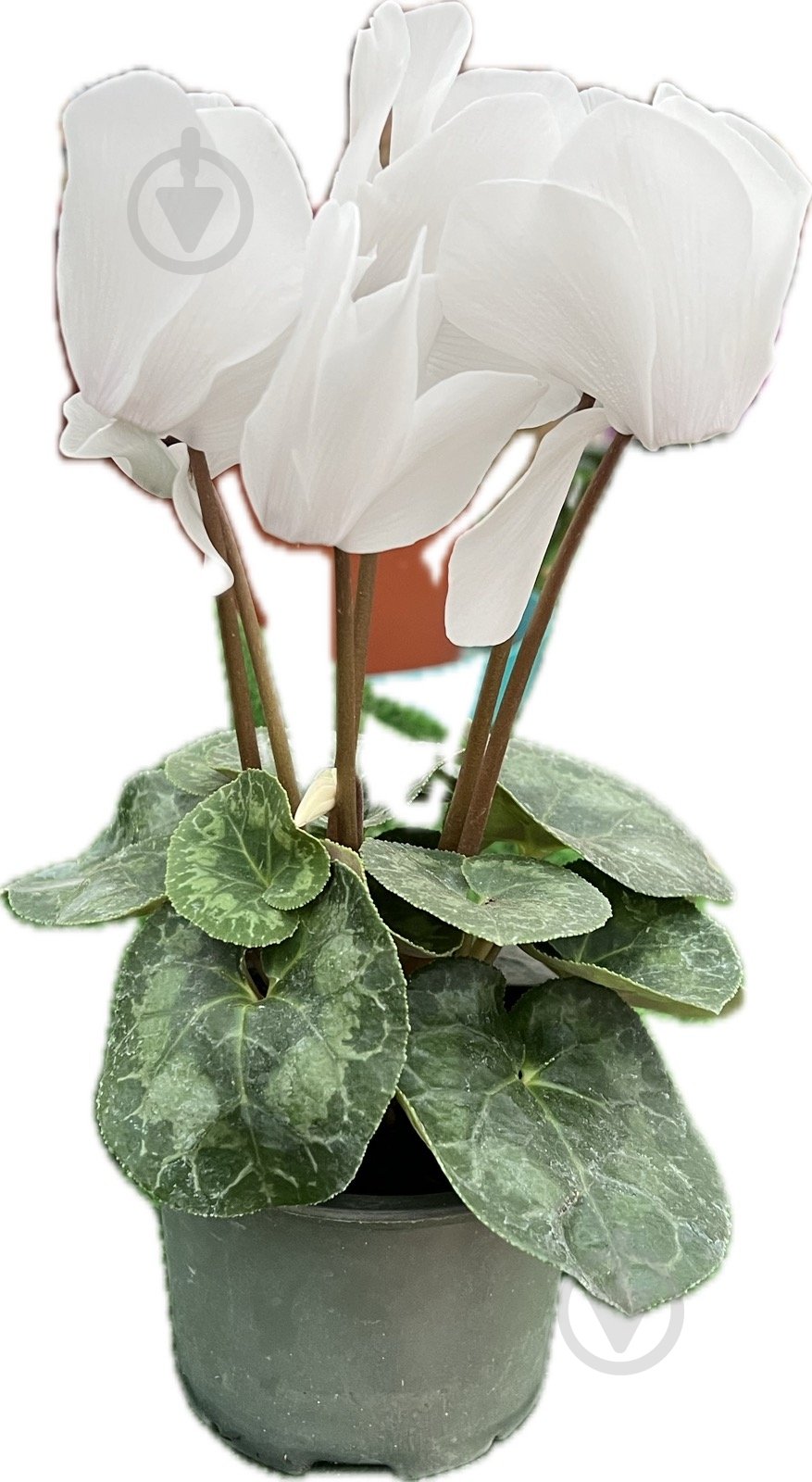 Растение цикламен d12 - фото 3