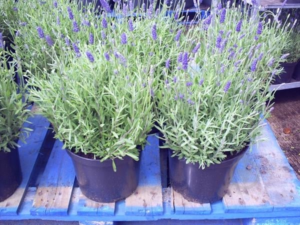 Растение Лаванда d9 - фото 1
