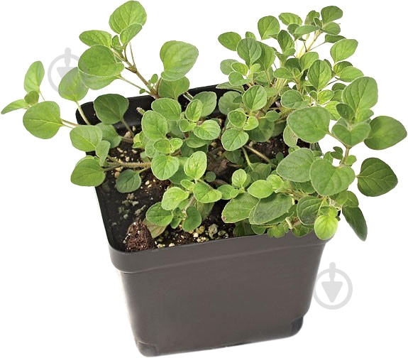 Рослина Херб мікc d12 - фото 1 Рослина Херб мікc d12 - фото 1