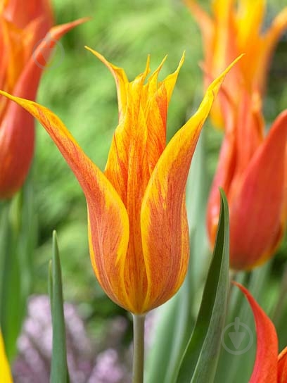 Цибулина TUBERBULB Export B.V. тюльпана лілієцвітного Вендіглоуб 3 шт. - фото 1
