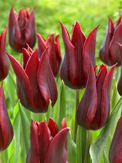 Луковица TUBERBULB Export B.V. тюльпана триумф Ластинг Лав 3 шт. - фото 1 Луковица TUBERBULB Export B.V. тюльпана триумф Ластинг Лав 3 шт. - фото 1