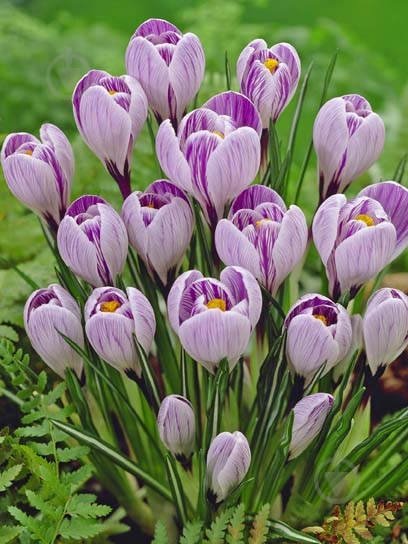 Клубнелуковица TUBERBULB Export B.V. крокуса крупноцветкового Пиквик 4 шт. - фото 1
