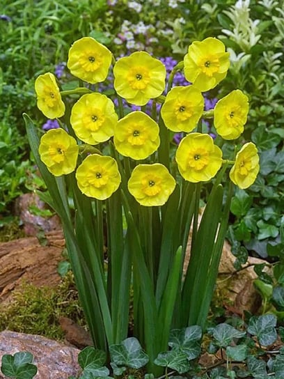 Цибулина TUBERBULB Export B.V. нарциса Сан Діск 3 шт. - фото 1