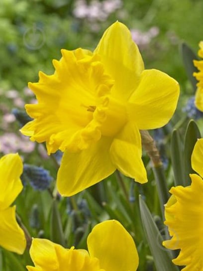 Луковица TUBERBULB Export B.V. нарцисса Датч Мастер 3 шт. - фото 1