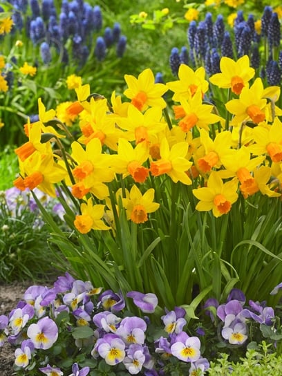 Луковица TUBERBULB Export B.V. нарцисса Джетфаэ 3 шт. - фото 1