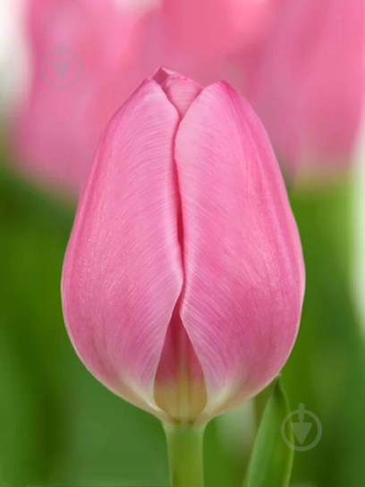 Луковица VWS EXPORT – IMPORT OF FLOWERBULBS B.V. тюльпана триумф Линкольн 3 шт. - фото 1 Луковица VWS EXPORT – IMPORT OF FLOWERBULBS B.V. тюльпана триумф Линкольн 3 шт. - фото 1