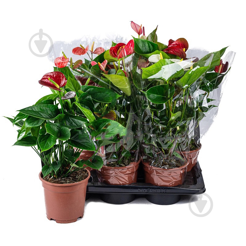 Растение Антуриум 17х55 микс - фото 1