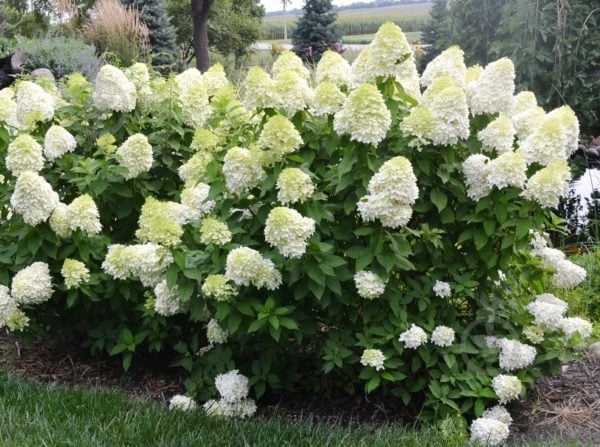 Растение Гортензия метельчатая Селекшен С 2-3 - фото 3