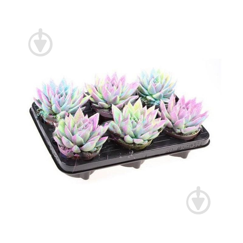 Рослина Ехеверія 10х12 Miranda фарбована Multi Glitter мікс - фото 1 Рослина Ехеверія 10х12 Miranda фарбована Multi Glitter мікс - фото 1