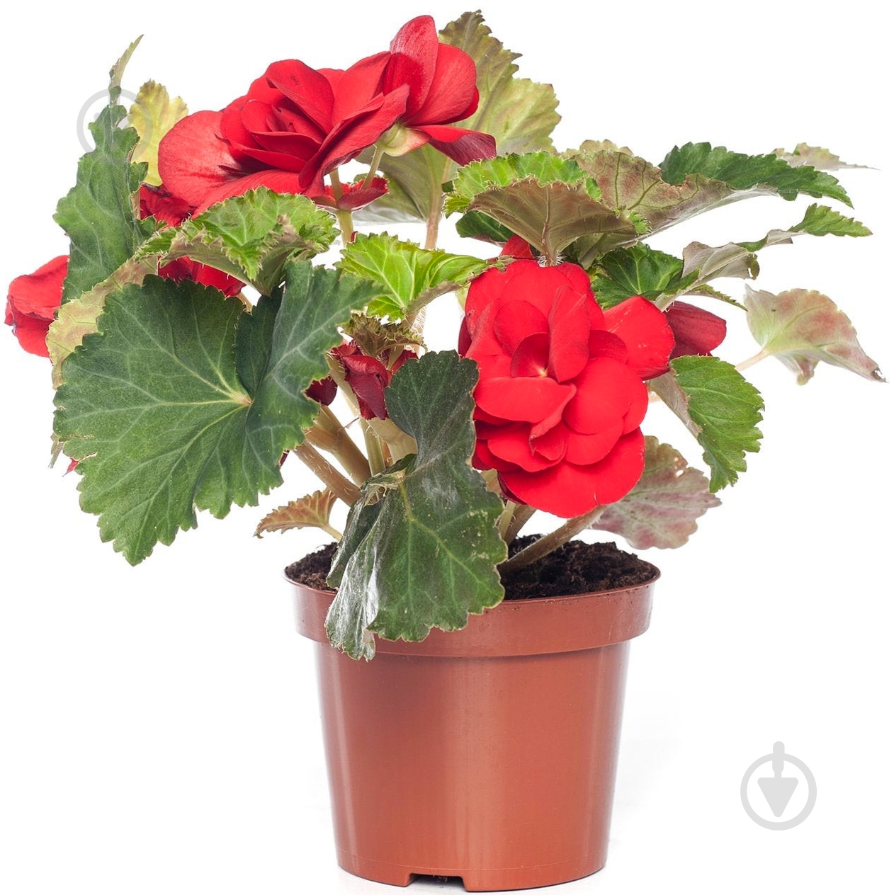 Растение Бегония d13/h35 - фото 1