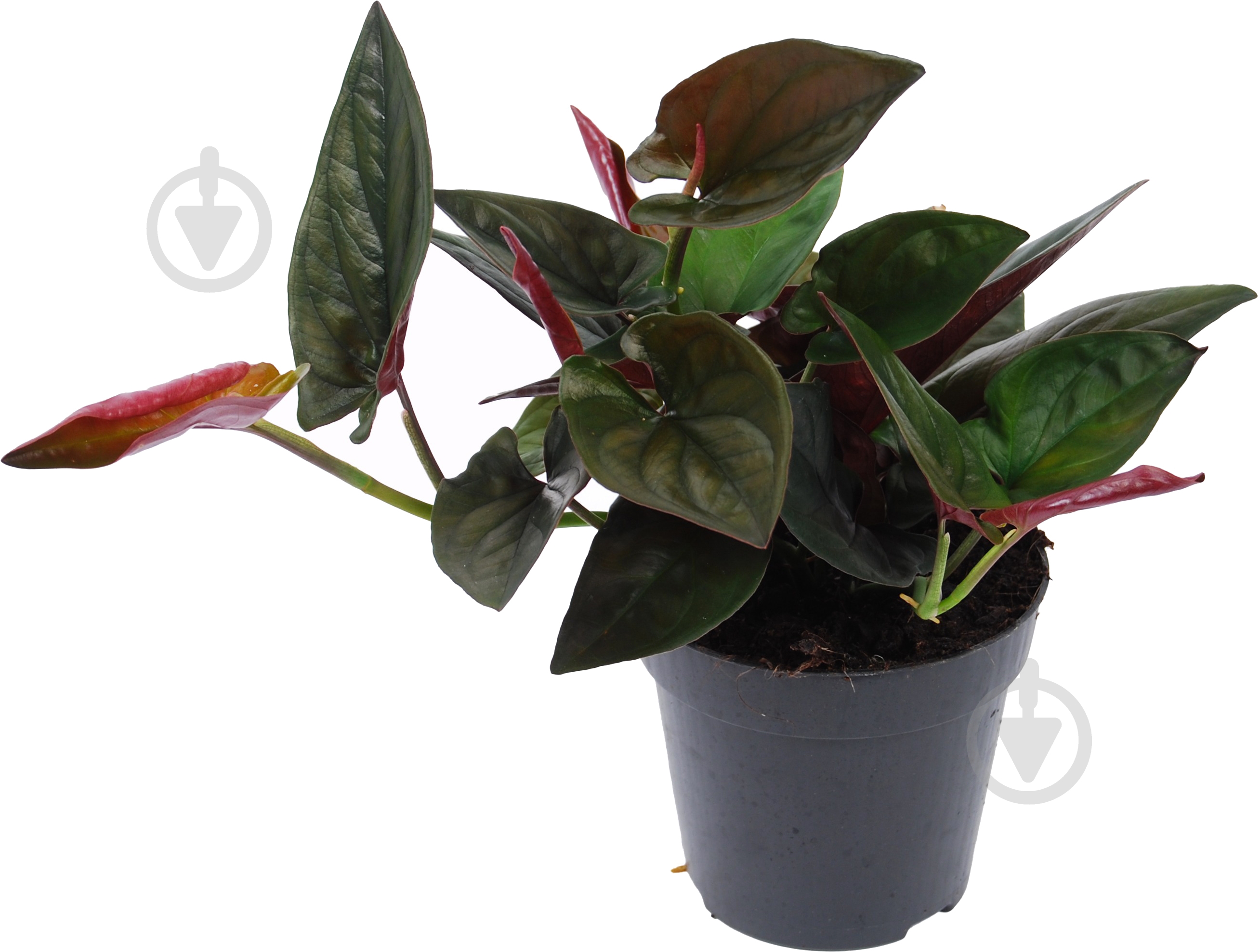 Растение Сингониум Ред Арроу d12/h25 - фото 1