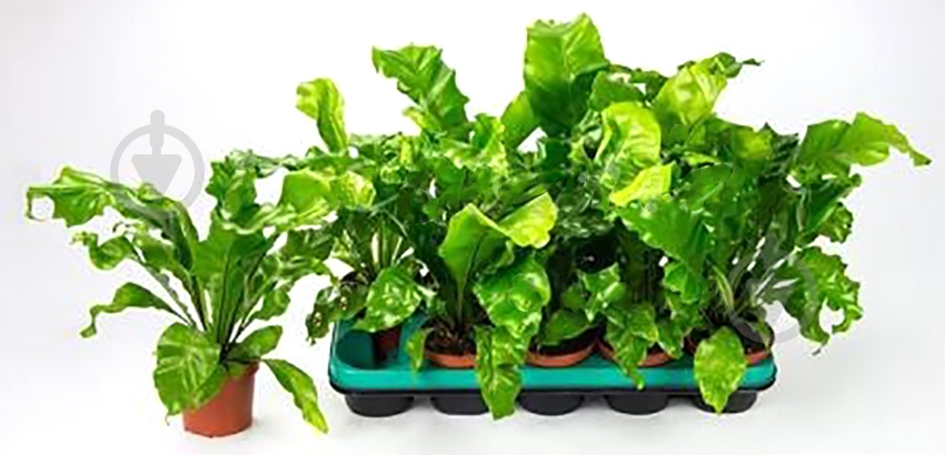 Растение комнатное Асплениум 12х35 см Nidus - фото 2