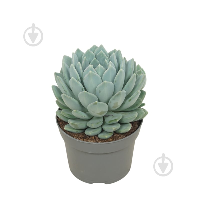 Растение Пахифитум 13х15 Corvus - фото 1 Растение Пахифитум 13х15 Corvus - фото 1