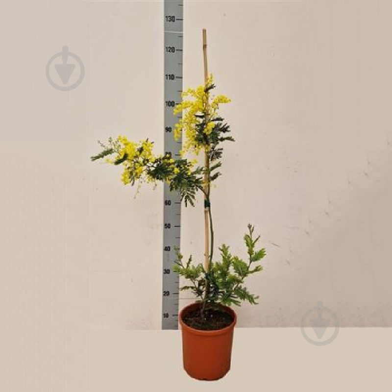 Растение Мимоза 24х100 Acacia Paradoxa цветущая - фото 1 Растение Мимоза 24х100 Acacia Paradoxa цветущая - фото 1