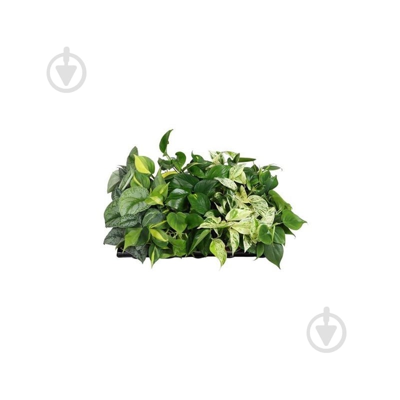 Растение Эпипремнум 06x15 микс - фото 1