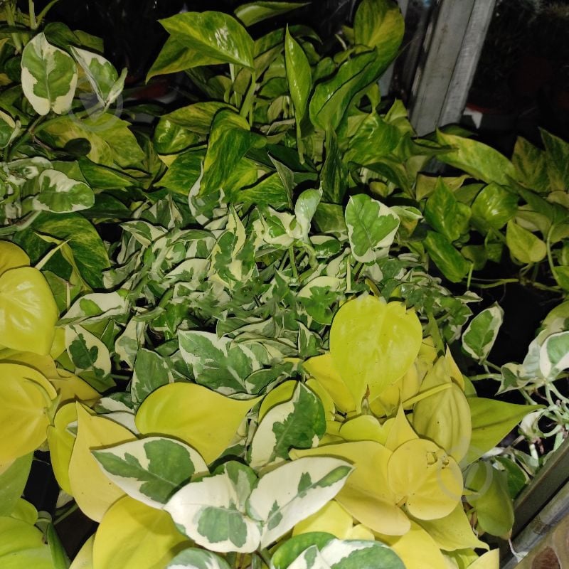 Рослина Епіпремнум 12x20 мікс - фото 1