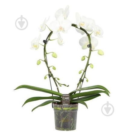 Растение Фаленопсис (орхидея) каскад 12х50 белый Mirror (Opti) - фото 1