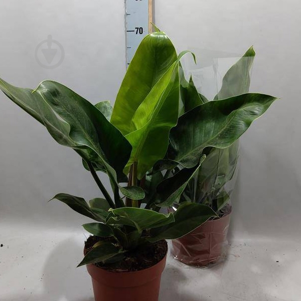 Растение Филодендрон 21x60 Imperial Green - фото 1 Растение Филодендрон 21x60 Imperial Green - фото 1