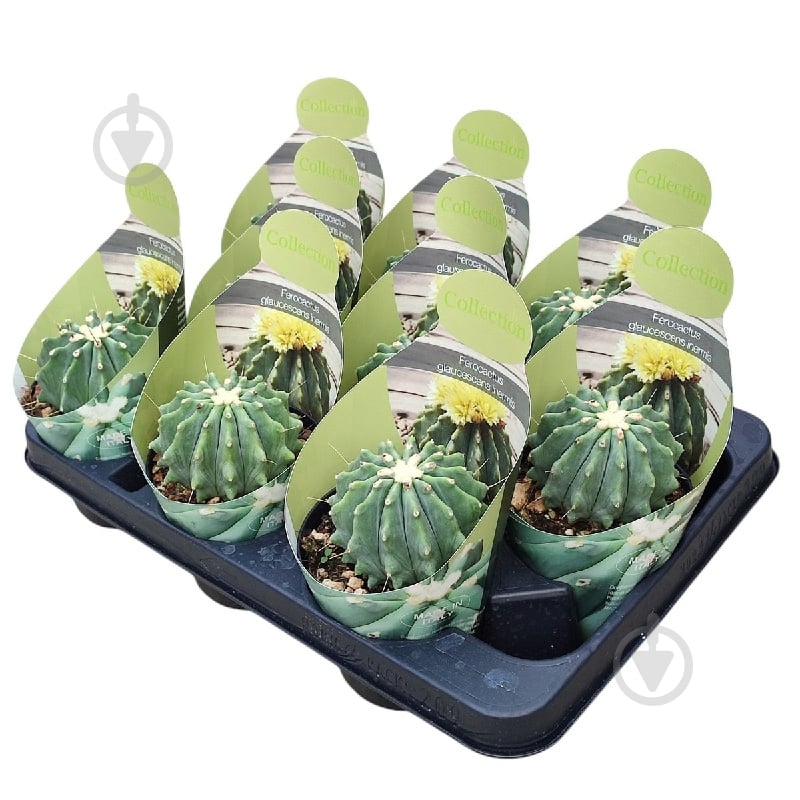 Растение Кактус 10х15 Ferocactus Glaucescens - фото 1