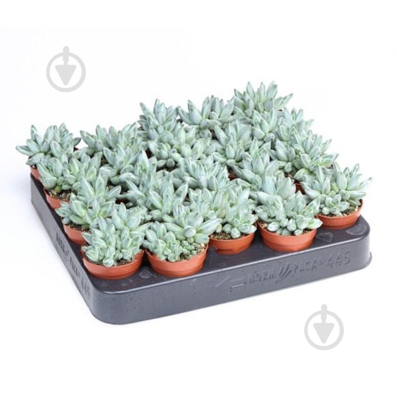 Растение Пахифитум 05х08 Compactum - фото 1 Растение Пахифитум 05х08 Compactum - фото 1