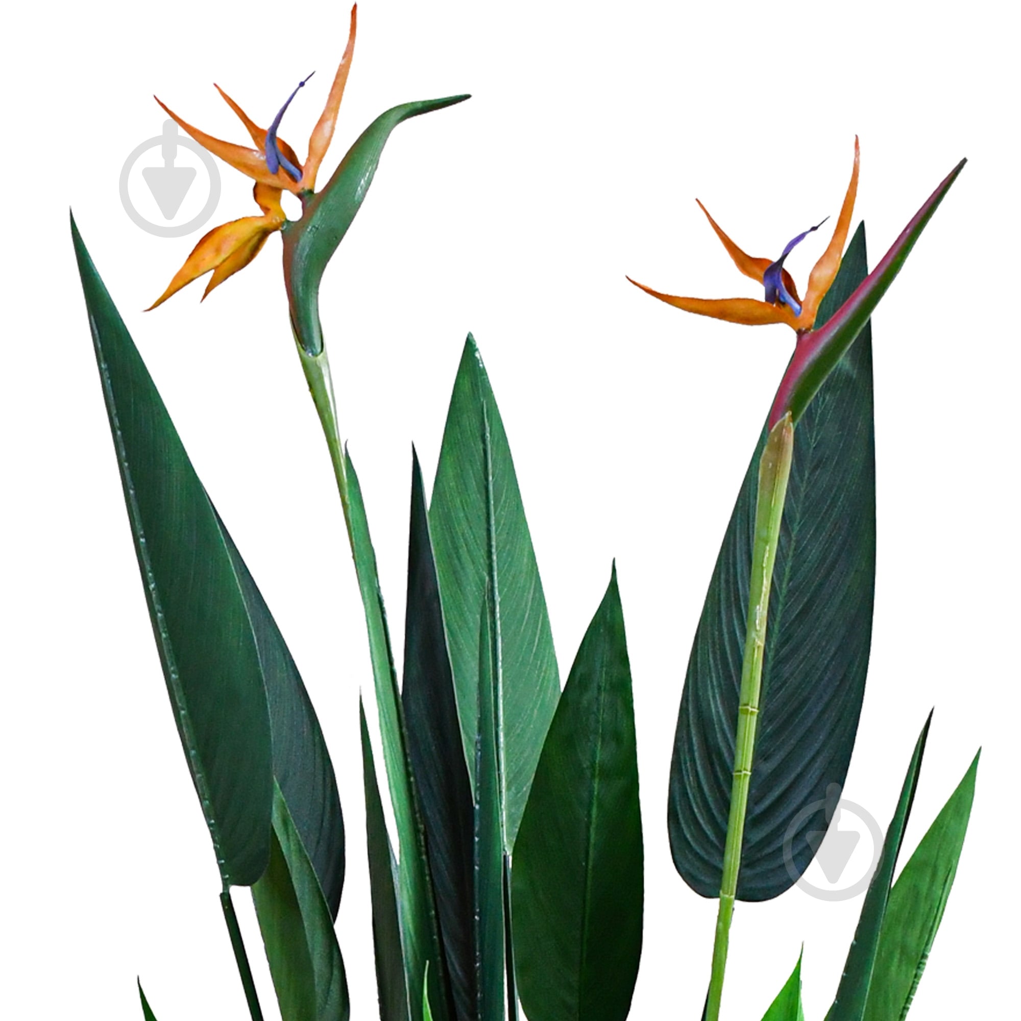 Дерево штучне Strelitzia 120 см TW-25 Engard - фото 2 Дерево штучне Strelitzia 120 см TW-25 Engard - фото 2