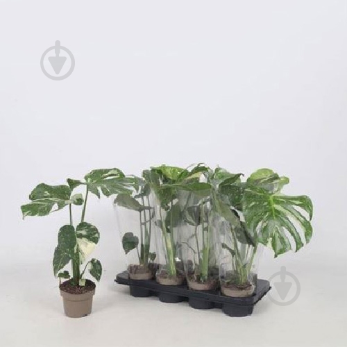 Рослина Монстера 12x40 Deliciosa Variegata - фото 1 Рослина Монстера 12x40 Deliciosa Variegata - фото 1