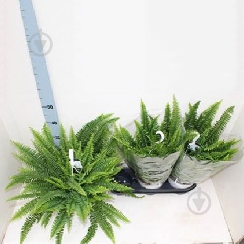 Растение Нефролепис 19х60 Sonata в подвесе - фото 1 Растение Нефролепис 19х60 Sonata в подвесе - фото 1