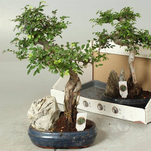 Растение Бонсай 26х35 микс в керамике - фото 1
