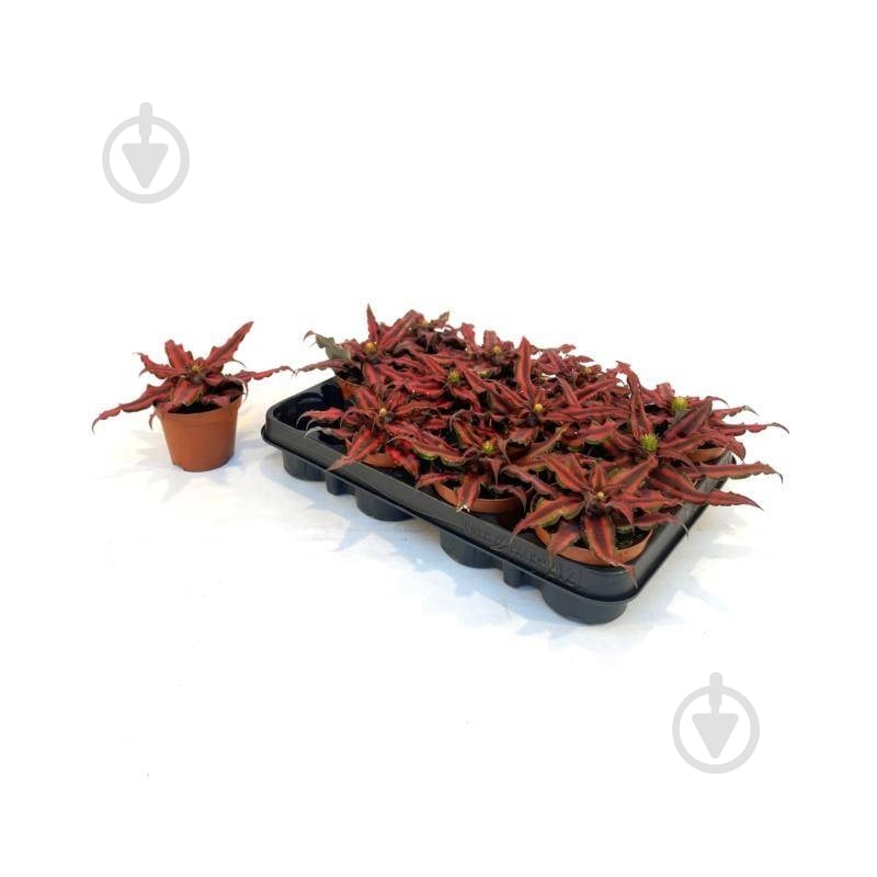 Растение Криптантус 09x15 Red Star - фото 1 Растение Криптантус 09x15 Red Star - фото 1