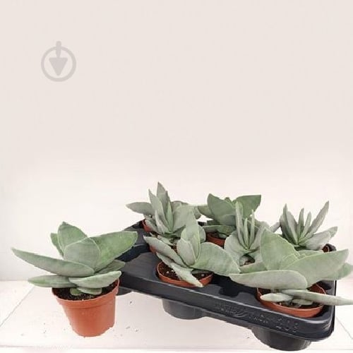 Растение Крассула 08х15 Boomerang - фото 1 Растение Крассула 08х15 Boomerang - фото 1