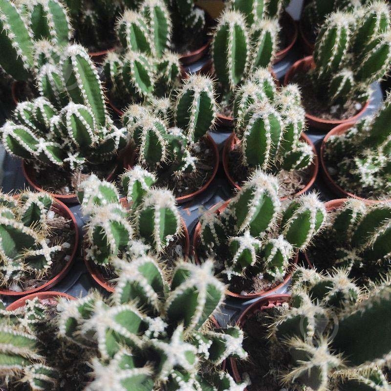 Растение Кактус 5х10 Cereus Peruvianus Florida - фото 1