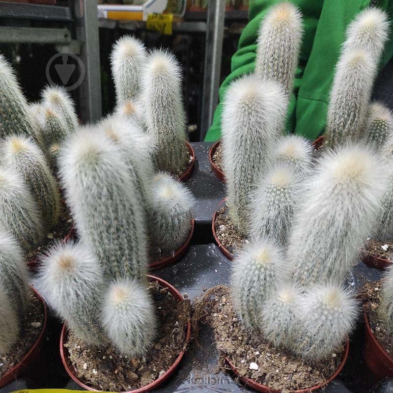 Рослина Кактус 8х12 Cleistocactus Strausii - фото 1