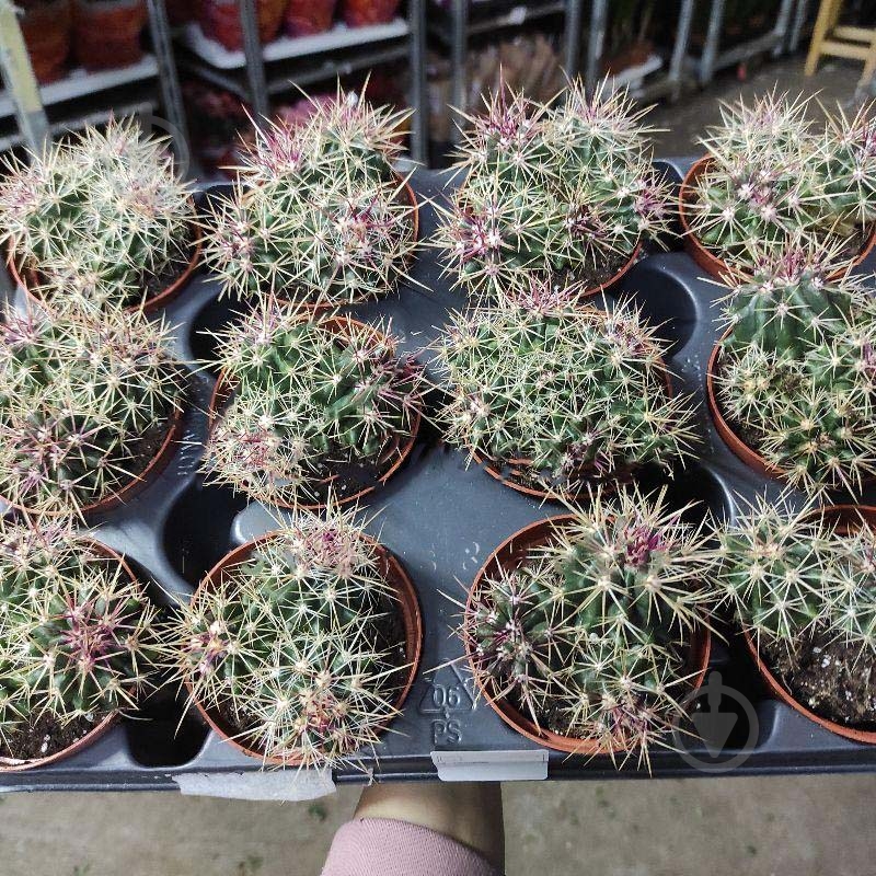 Растение Кактус 8х12 Ferocactus Glaucescens - фото 1 Растение Кактус 8х12 Ferocactus Glaucescens - фото 1