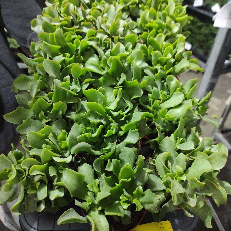 Растение Крассула 8х12 Aborescens - фото 1