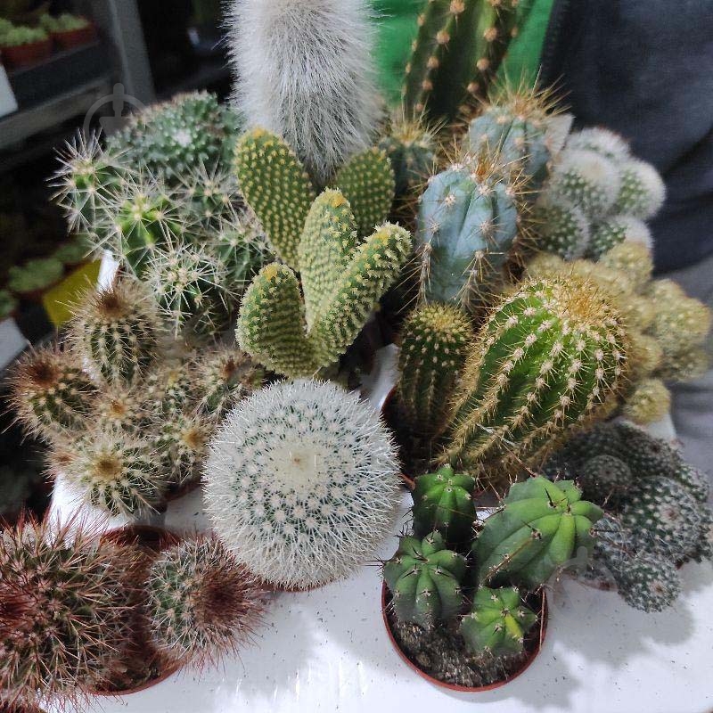 Растение Кактус 5х8 XL микс - фото 1