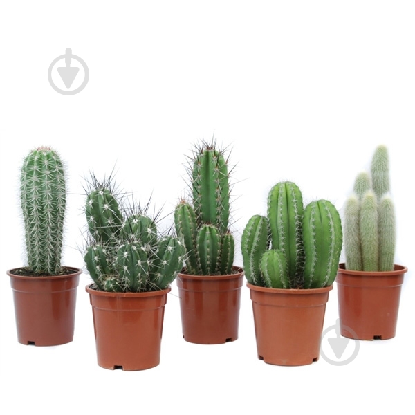Растение Кактус 17х35 микс - фото 1 Растение Кактус 17х35 микс - фото 1