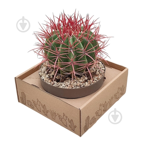 Растение Кактус 20х30 Ferocactus Stainesii - фото 1 Растение Кактус 20х30 Ferocactus Stainesii - фото 1