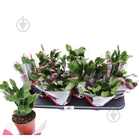 Растение Шлюмбергера 10х20 микс - фото 1