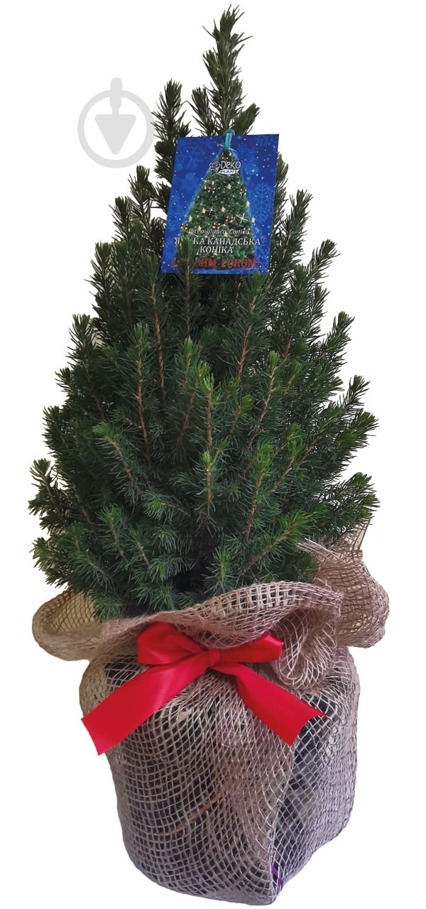 Саженец Декоплант Ель коника h=50+ - фото 1 Саженец Декоплант Ель коника h=50+ - фото 1