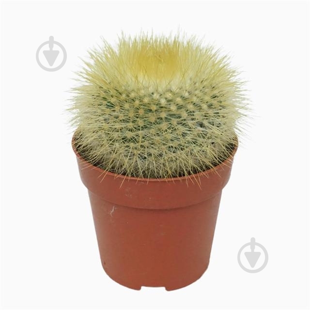 Кактус 08х12 Parodia chrysacanthion - фото 1