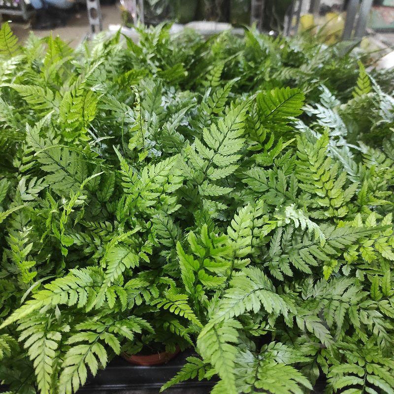 Растение Папоротник 9x20 Athyrium - фото 1