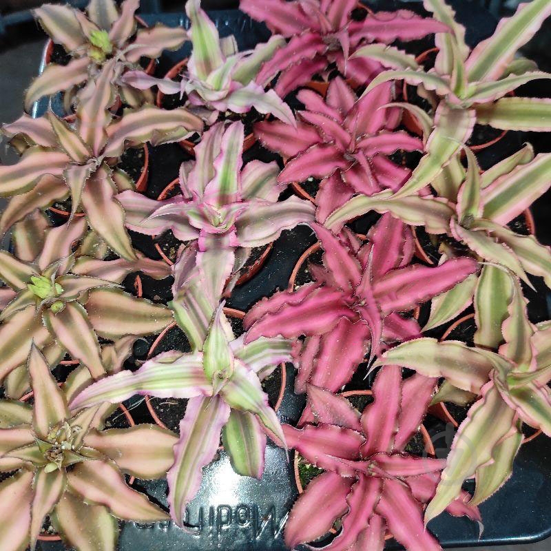 Растение Криптантус 6х15 микс - фото 1 Растение Криптантус 6х15 микс - фото 1