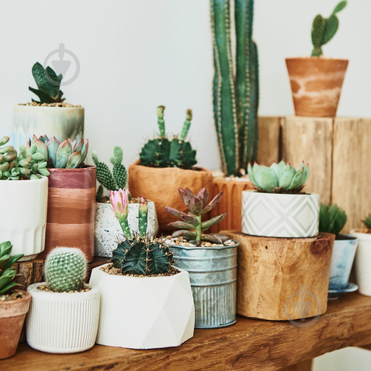 Субстрат Biovita для какутсов 5 л - фото 3