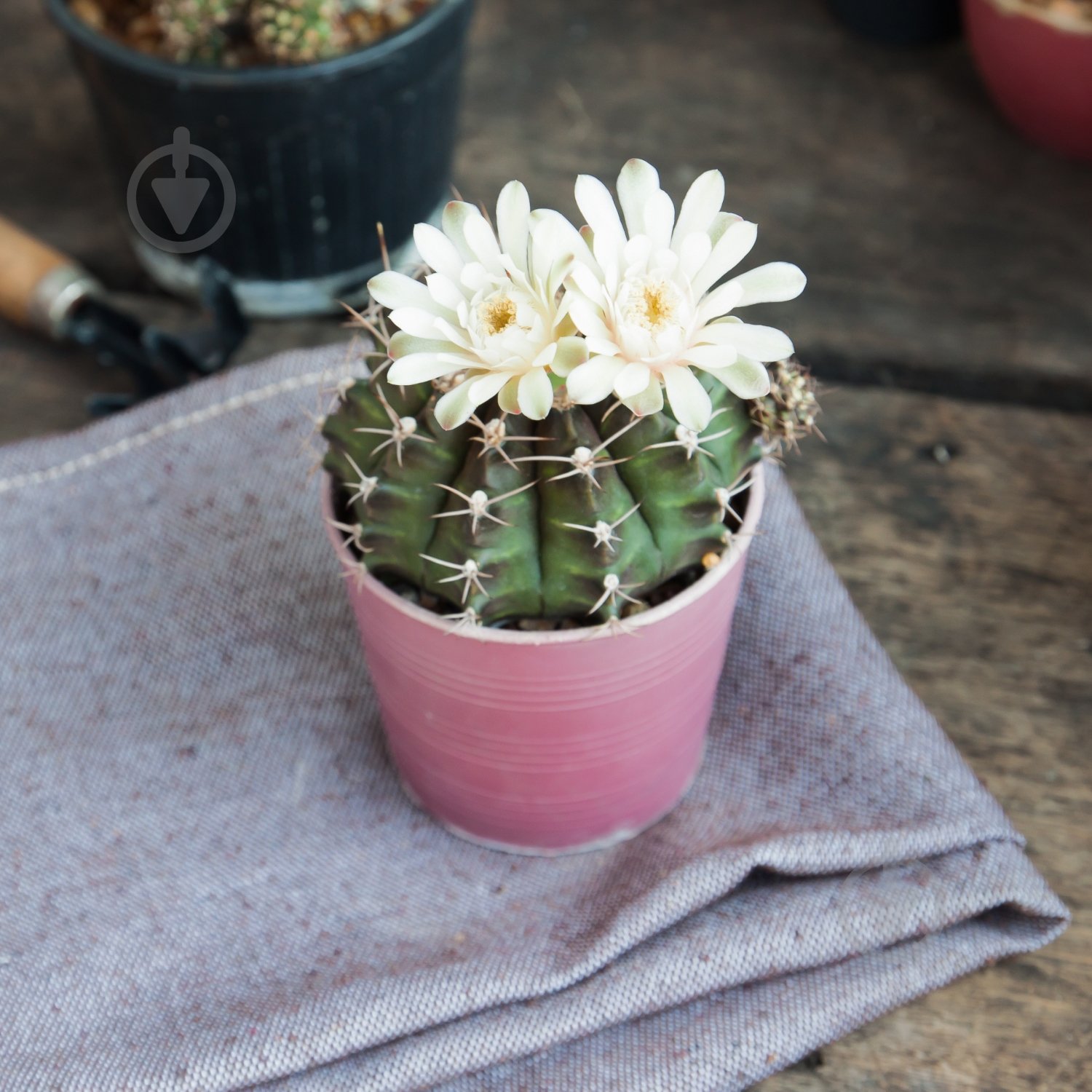 Субстрат Biovita для какутсов 5 л - фото 4