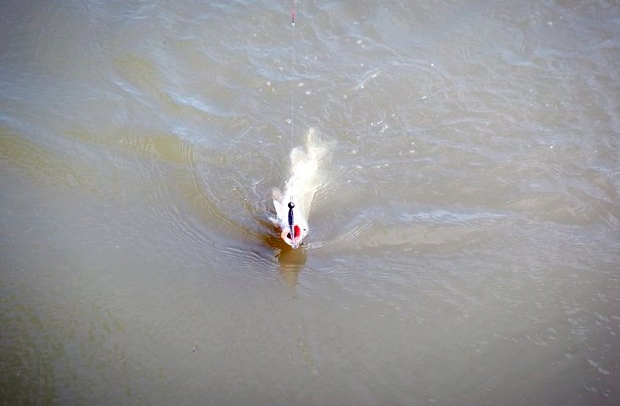 Виброхвост Basic Lures Provoker 75 мм 6 шт. 3" (МО802) - фото 6 Виброхвост Basic Lures Provoker 75 мм 6 шт. 3" (МО802) - фото 6