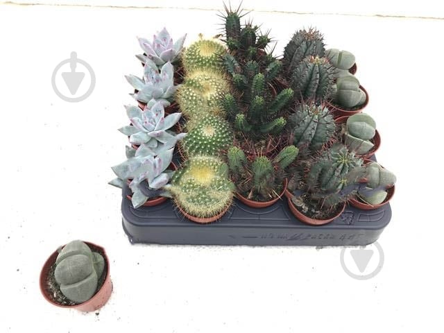 Растение Кактус+суккулент 05х07 микс - фото 1 Растение Кактус+суккулент 05х07 микс - фото 1