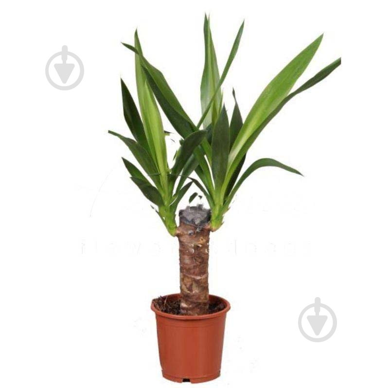 Растение Юкка 12х50 - фото 1