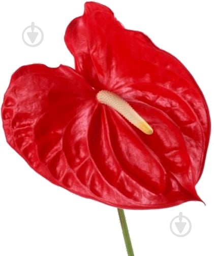 Растение Антуриум d12/h40 красный - фото 2